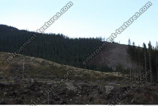 Photo Reference of Background Forest